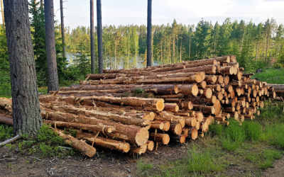 Industria forestal: Menos del 30% de los bosques productivos tienen cobertura frente a los efectos del cambio climático en Argentina
