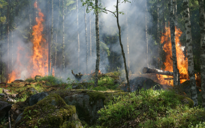 Los incendios forestales podrán aumentar un 30% para 2050
